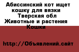 Абиссинский кот ищет кошку для вязки - Тверская обл. Животные и растения » Кошки   